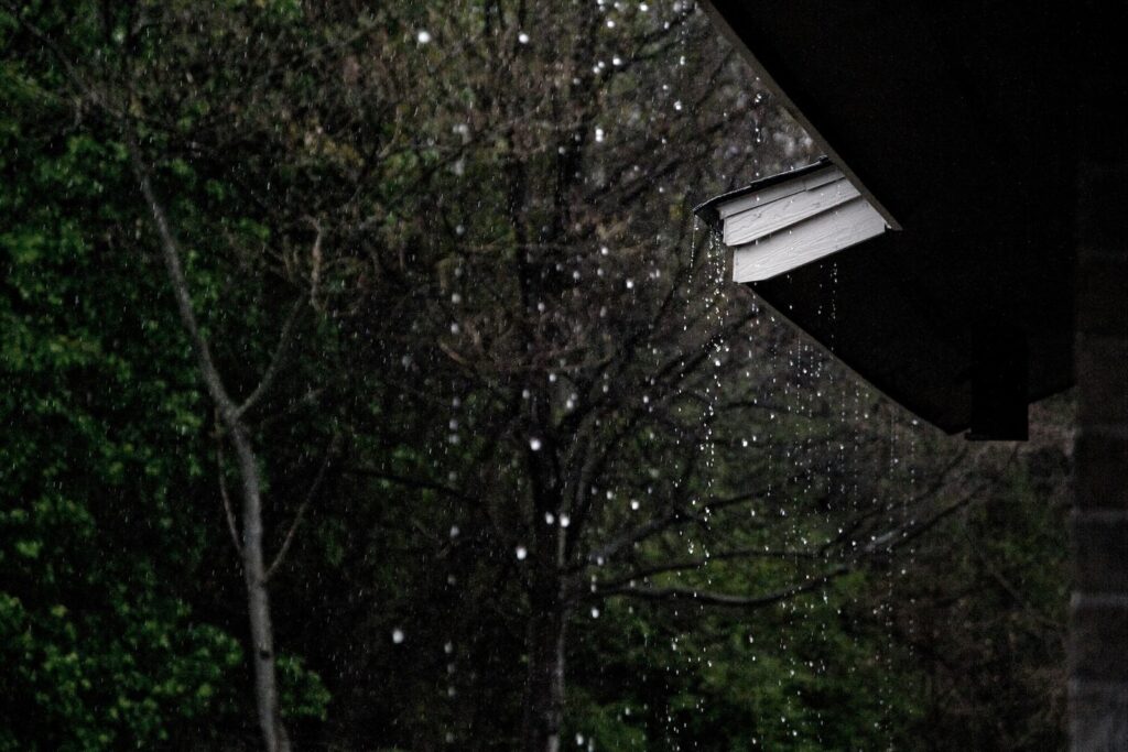 Rainwater drips from the edge of a roof, with a green, leafy forest and bare tree branches visible in the blurry background. The scene appears calm and slightly overcast.